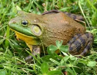 Image: Natural History Pub: Bullfrog Removal in the Little Deschutes River