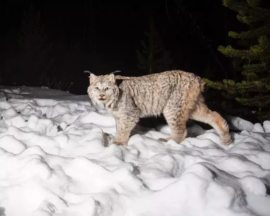 Canada Lynx