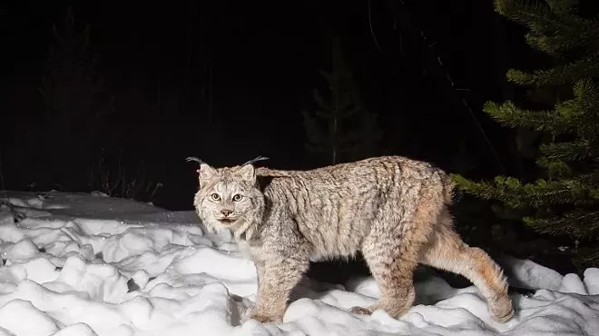Image: Natural History Pub &ndash; Burned Habitat: How the Canada Lynx is Responding to Big Wildfires