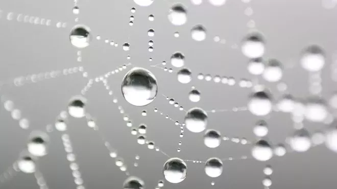 Image: Natural History Pub: Finding Patterns in Nature