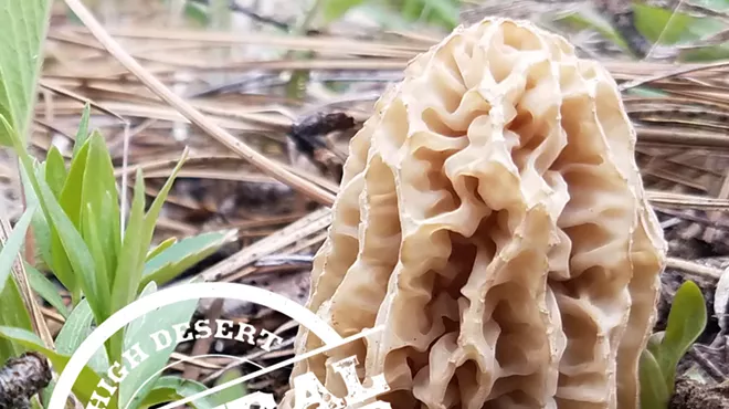 Image: Natural History Pub: Fungi of Central Oregon