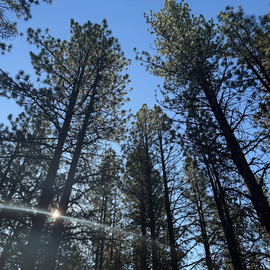 forestcanopy-nhp-oct2025-2.png