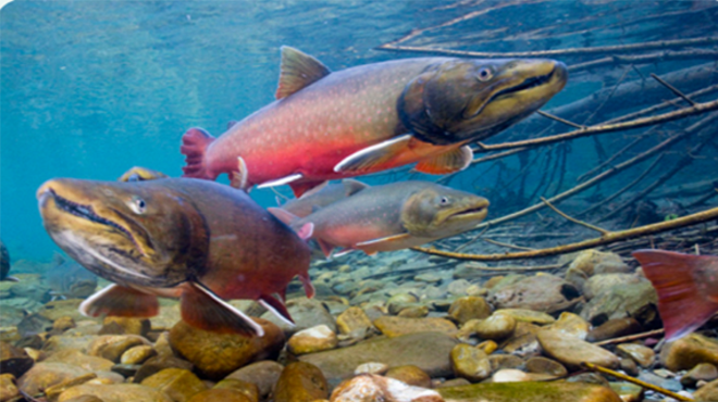 Natural History Pub: Locating Bull Trout Using DNA Technology