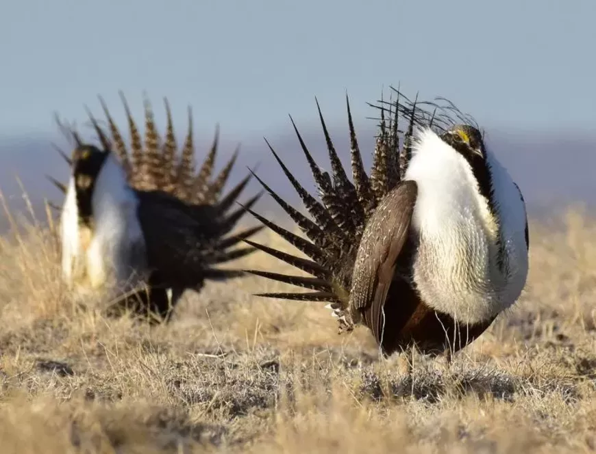 sage_grouse.webp