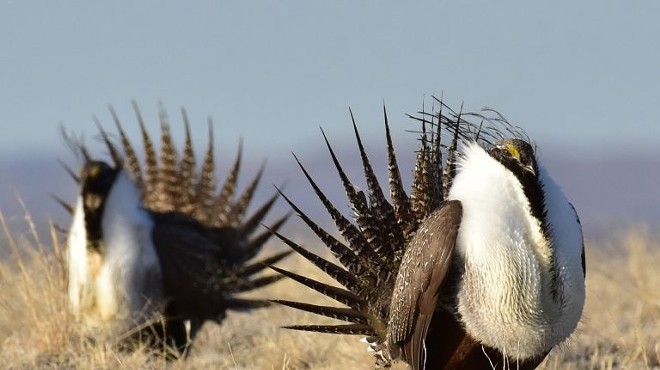 Natural History Pub: Wildflowers, The Missing Link to Sage-Grouse Recovery?