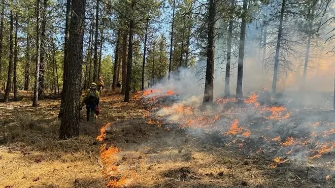 Image: Natural History Pub: With Fire, Comes Smoke: Living in a Fire-Dependent Ecosystem