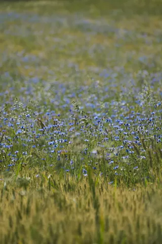 Image: Nature Journaling
