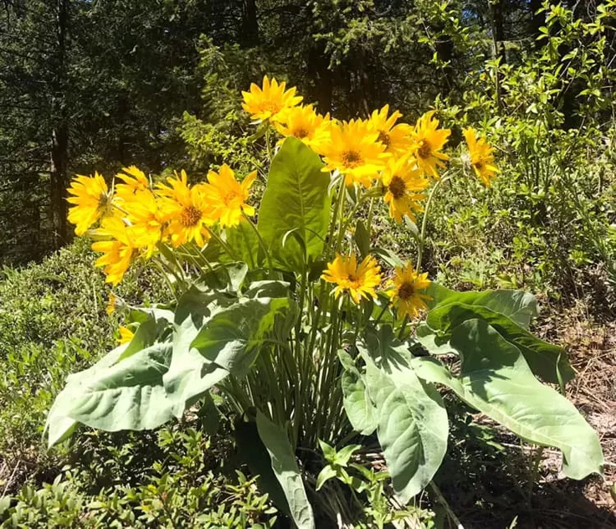 balsamroot.webp