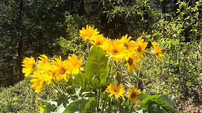 Image: No School Day Plant Explorations Camp!