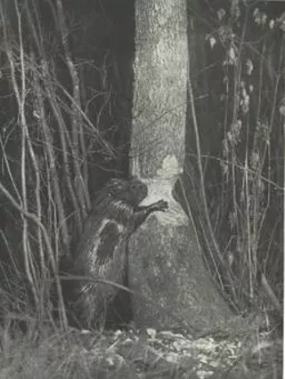 Image: Observing Wildlife through Trail Cameras for Personal Enrichment and Citizen Science