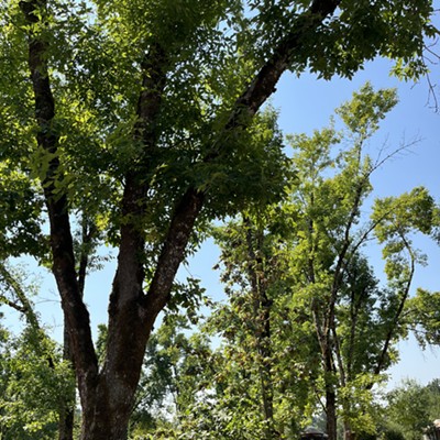 Oregon State Parks is Asking Visitors to Help Keep Emerald Ash Borer Out of State Parks