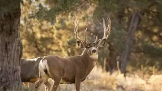 Image: Oregon Wildlife Watch