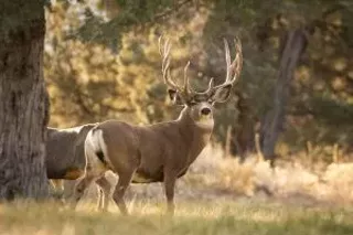 Image: Oregon Wildlife Watch