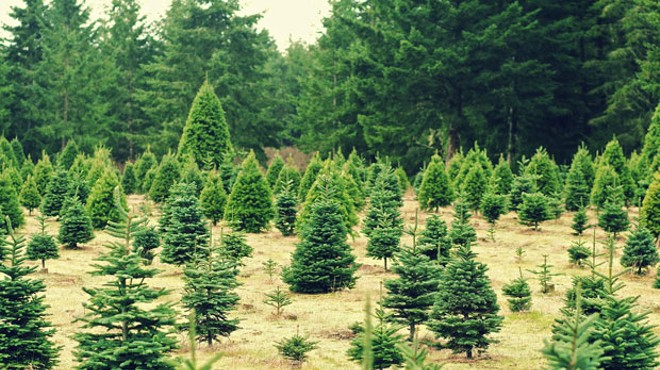 Oregon's Tree Dilemma