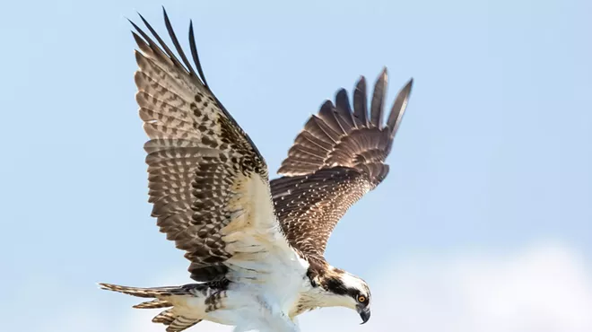 Image: Osprey Natural History Talk + Osprey Watch Info Session