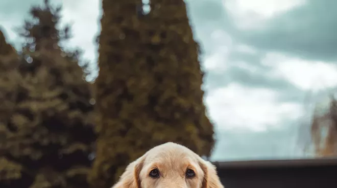Image: Pet Portrait Pop-Up