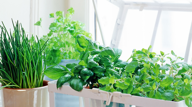 Image: Plant Swap