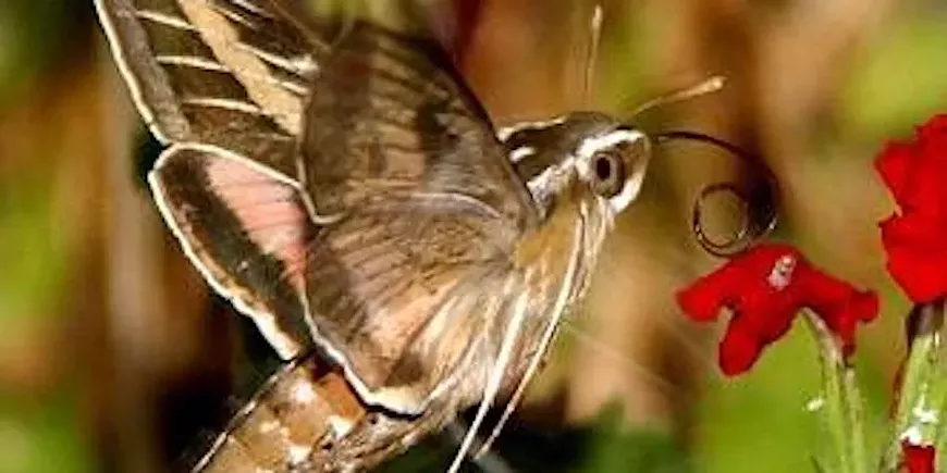 nighttime_pollinators.webp