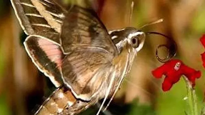 Image: Planting Party for Nighttime Pollinators