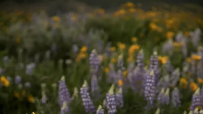 Image: Planting Party
