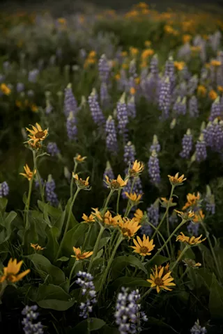 Image: Planting Party