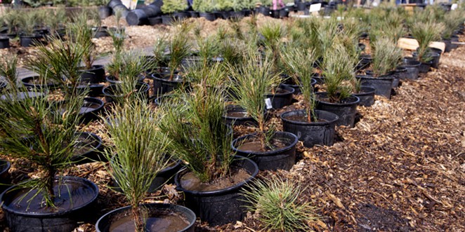 Annual ponderosa pine seedling sale in Sunriver