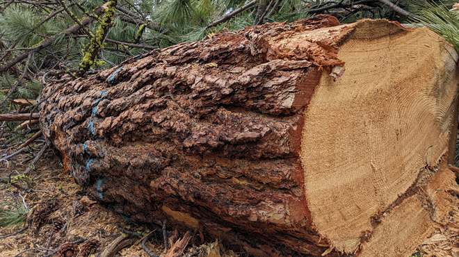 Protecting big trees in Central Oregon & what went wrong with logging at Phil's Trail