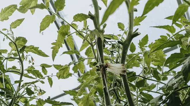 Image: Science Pub: Gardening in the High Desert is "Snow" Joke