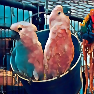 Bucket-o-cockatoos