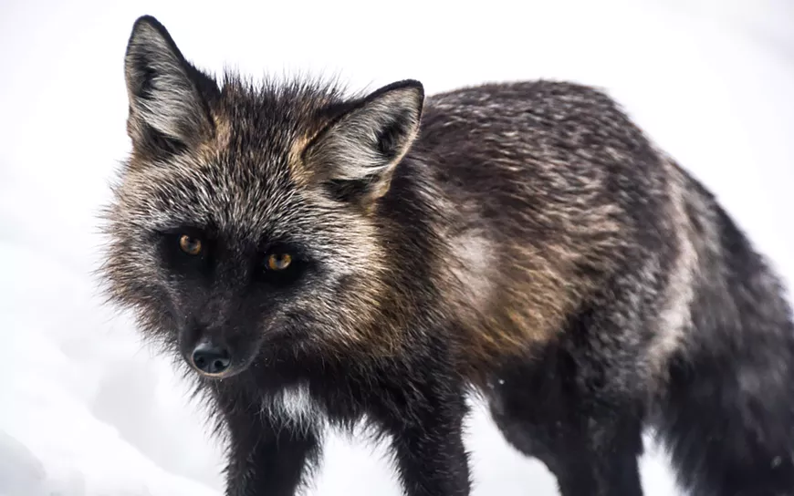 thefox-5.webp