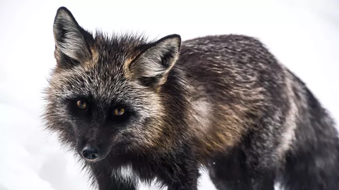 Image: Snowshoe & Tracking Tour with Think Wild