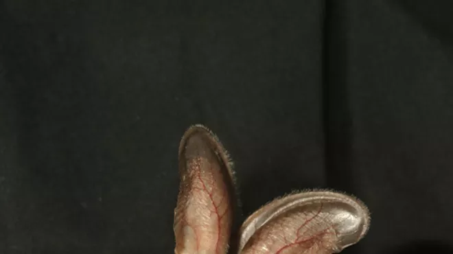 Image: Spotted Bat Citizen Science Training
