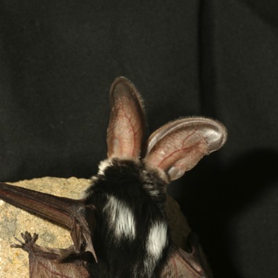 Spotted Bat, Euderma maculatum