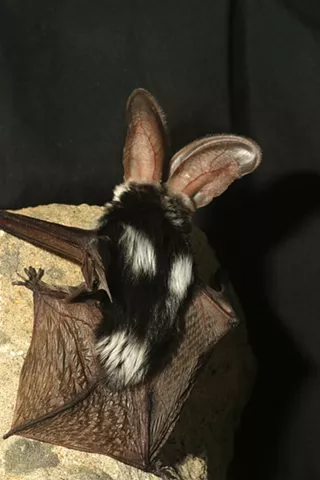 Image: Spotted Bat Citizen Science Training
