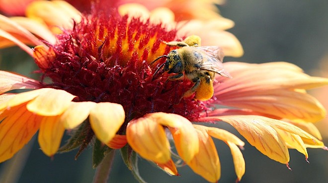 Spring Kick-Off with Pollinator Pathway Bend