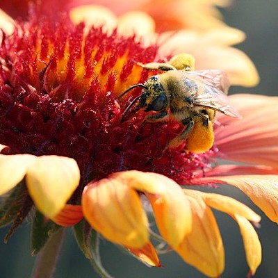 Spring Kick-Off with Pollinator Pathway Bend