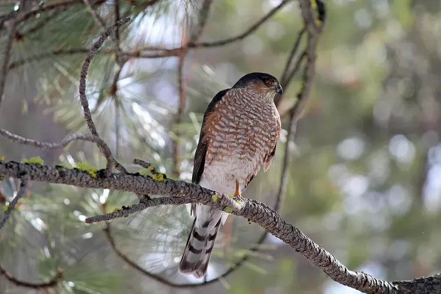 Join Sunriver Nature Center for their last bird walk of the season