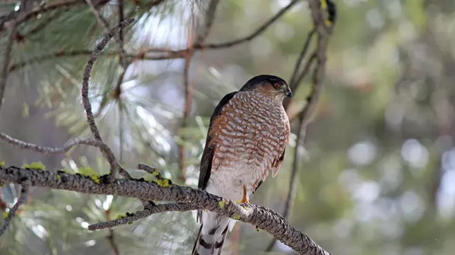 Image: Sunriver Bird Walk