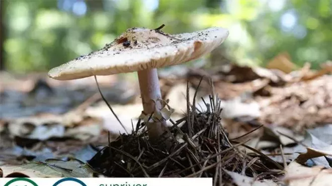 Image: Sunriver Nature Center and Observatory: Secrets in the Soil
