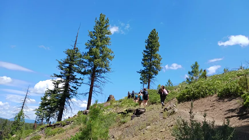 Hike through the pines