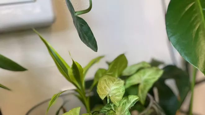 Image: Terrarium Class