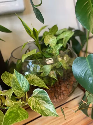 Image: Terrarium Class