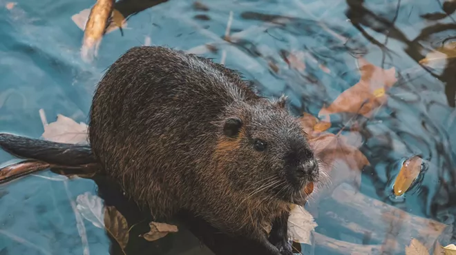 Image: The Beaver Den- Beaver Book Club