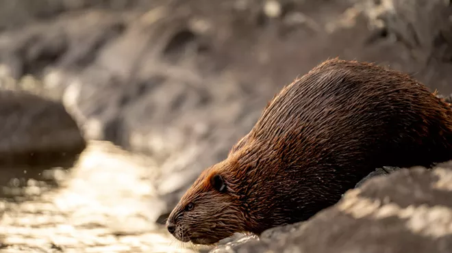 Image: The Beaver Den - Scientific Literacy Book Club