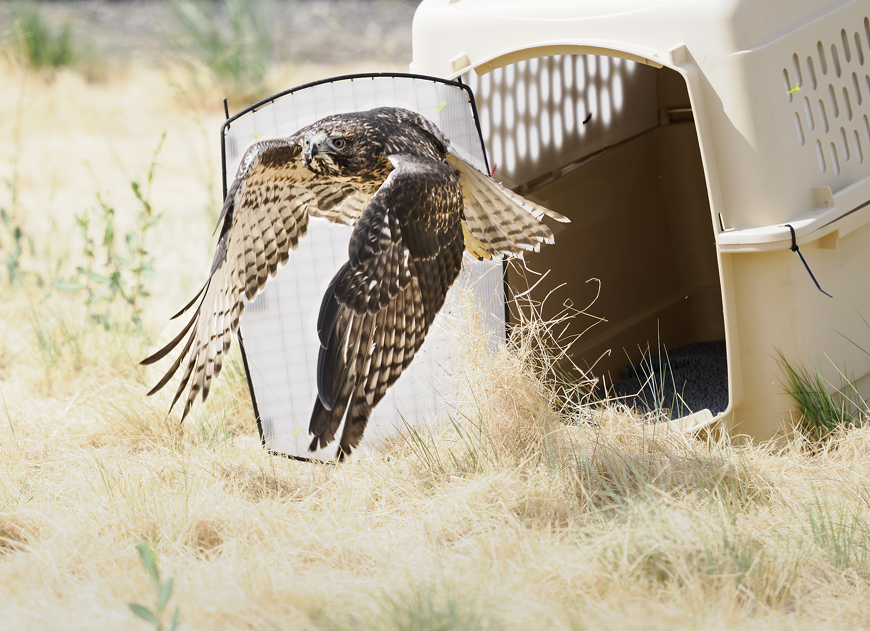 red-tailed hawk release 2025