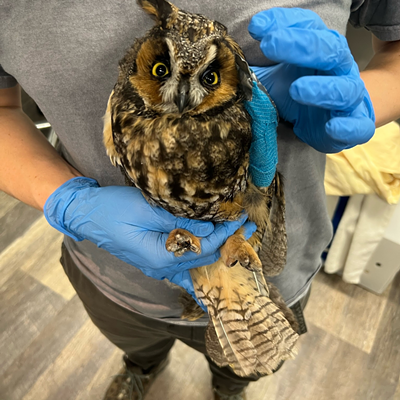 Volunteer holds long eared owl for exam.