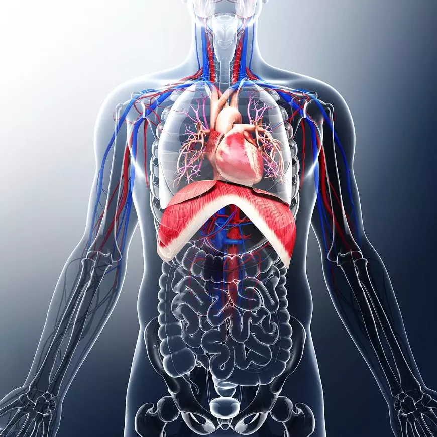 the all-important diaphragm muscle!