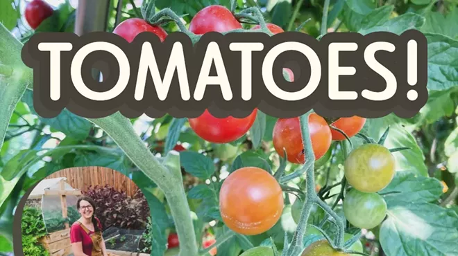 Image: Tomatoes!