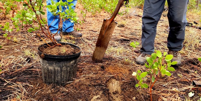 Learn how to transplant native forest seedlings into your landscape