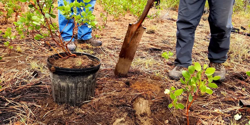 Learn how to transplant native forest seedlings into your landscape
